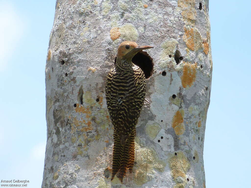 Fernandina's Flicker female adult, Reproduction-nesting