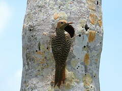 Fernandina's Flicker