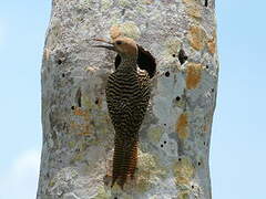 Fernandina's Flicker