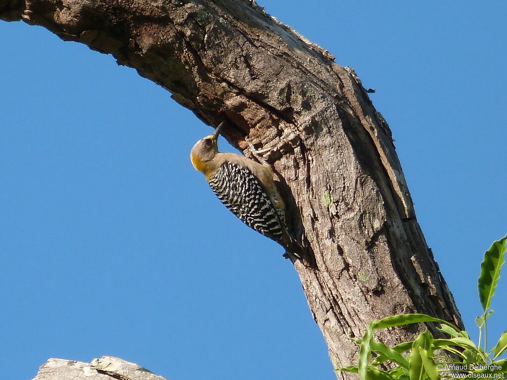 Hoffmann's Woodpecker