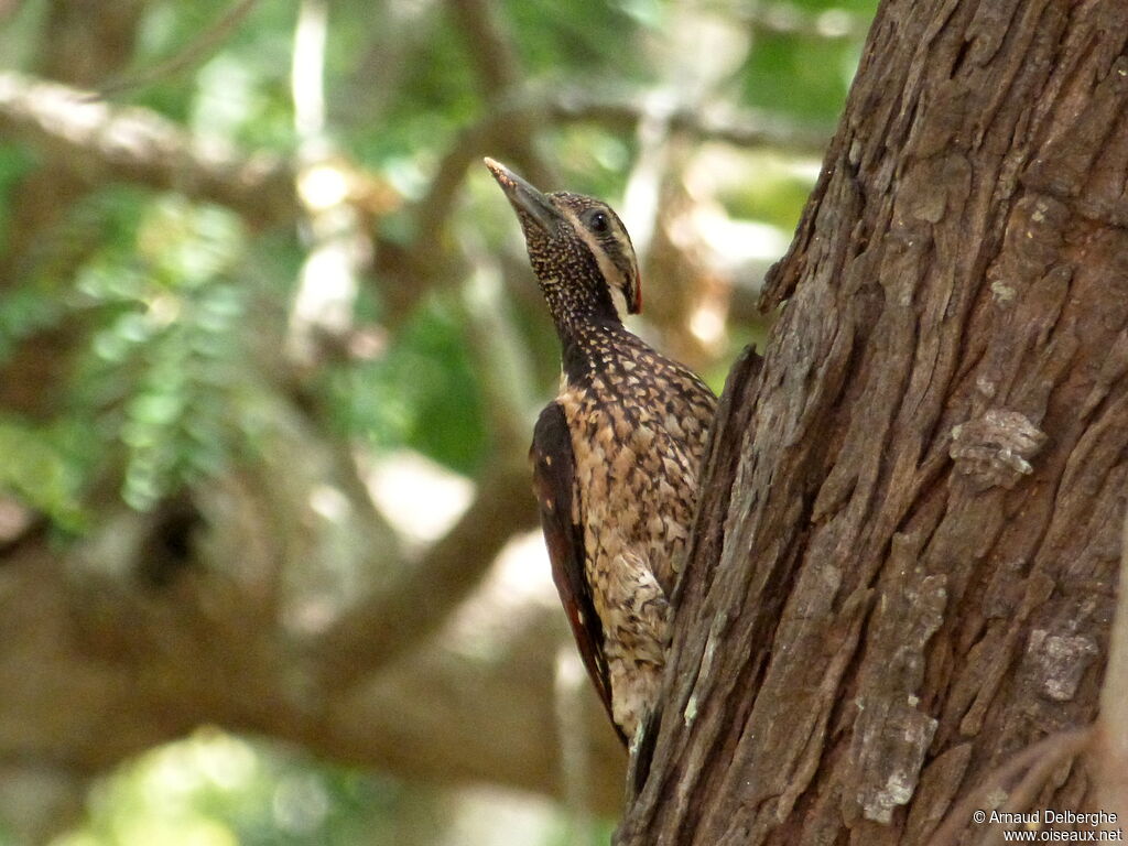 Red-backed Flameback