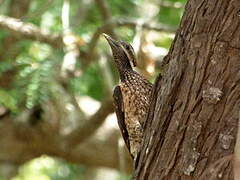 Red-backed Flameback