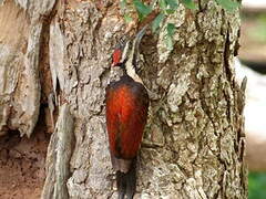 Red-backed Flameback