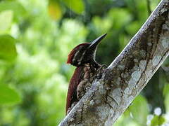 Red-backed Flameback