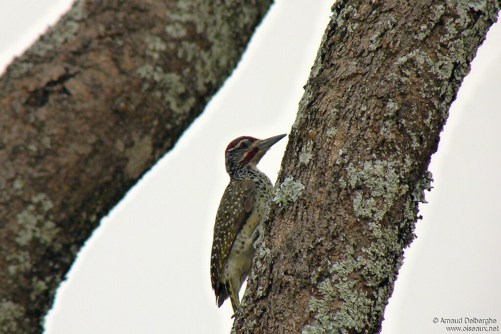 Nubian Woodpecker male