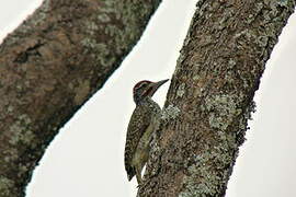 Nubian Woodpecker