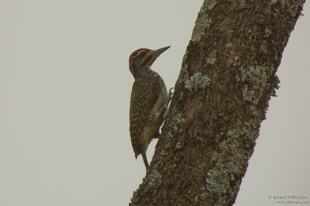 Nubian Woodpecker male