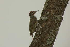 Nubian Woodpecker