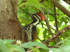 Black-rumped Flameback