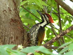 Black-rumped Flameback