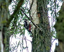 Great Spotted Woodpecker