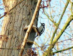 Great Spotted Woodpecker