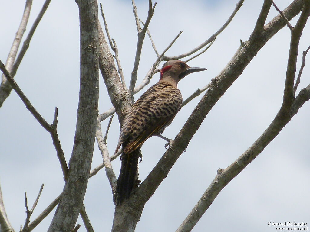 Northern Flicker