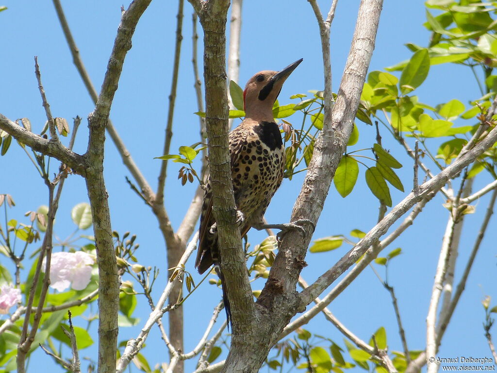 Northern Flicker