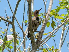 Northern Flicker