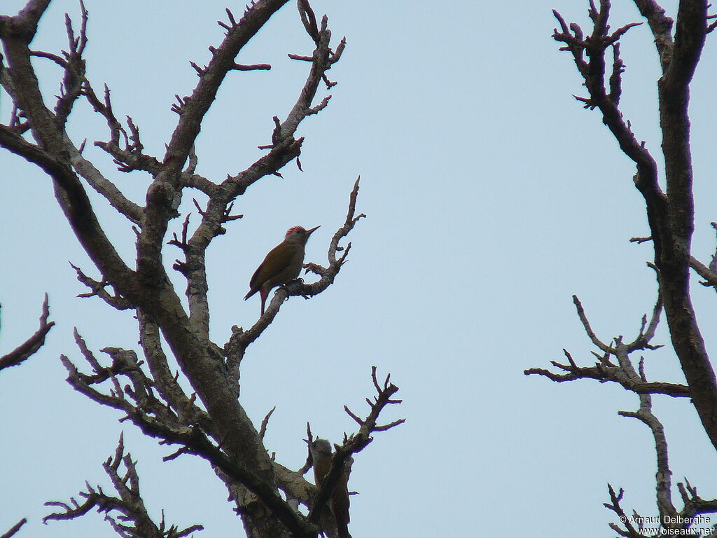 African Grey Woodpecker