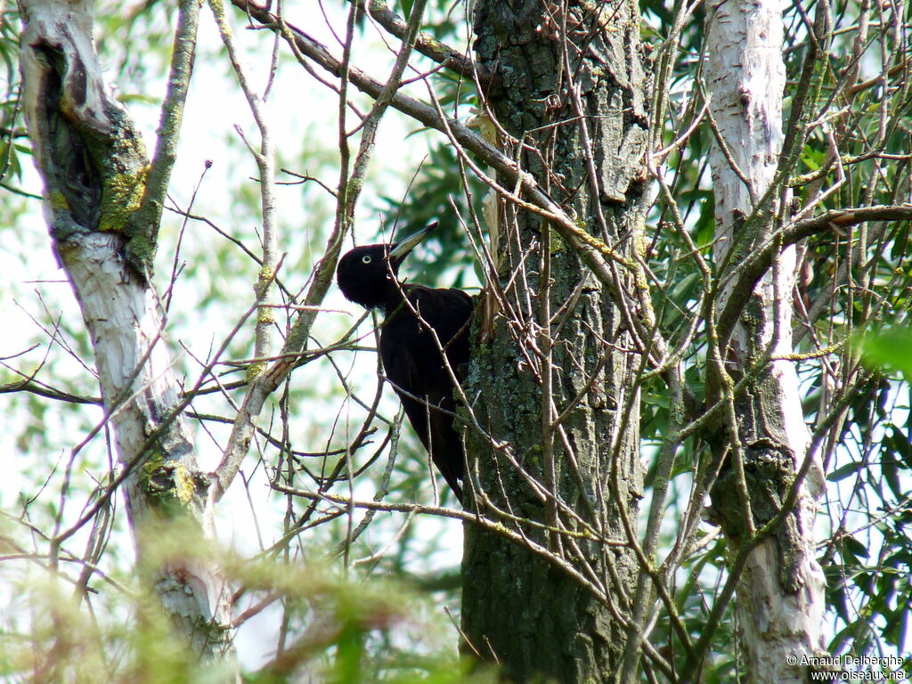 Black Woodpecker