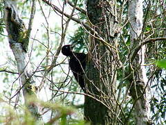 Black Woodpecker