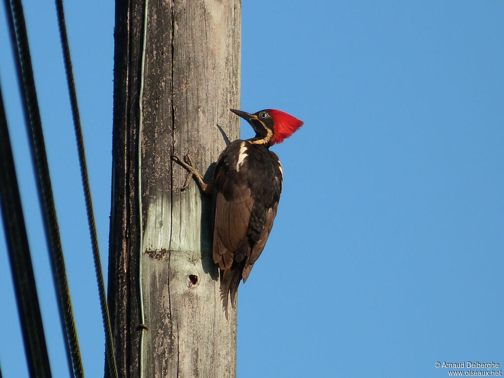 Lineated Woodpecker