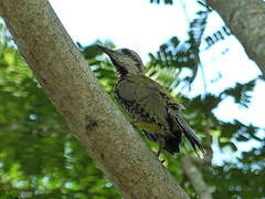 Cuban Green Woodpecker