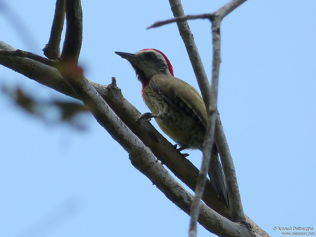 Cuban Green Woodpecker