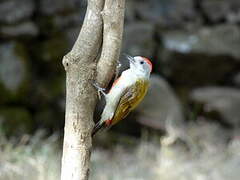 Eastern Grey Woodpecker