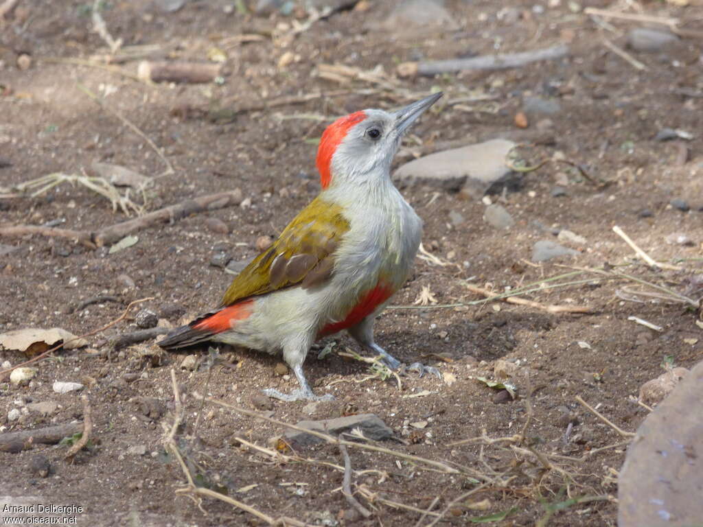 Eastern Grey Woodpecker male adult, identification