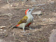 Eastern Grey Woodpecker