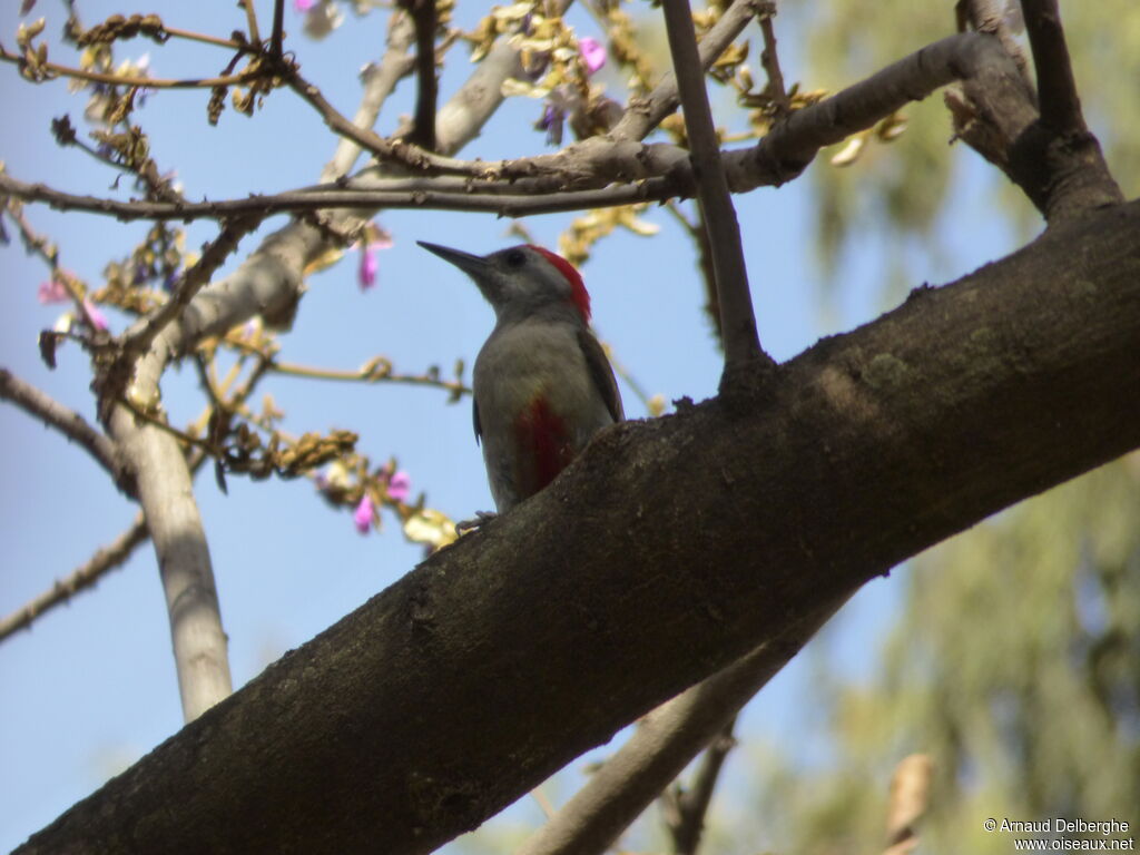 Eastern Grey Woodpecker