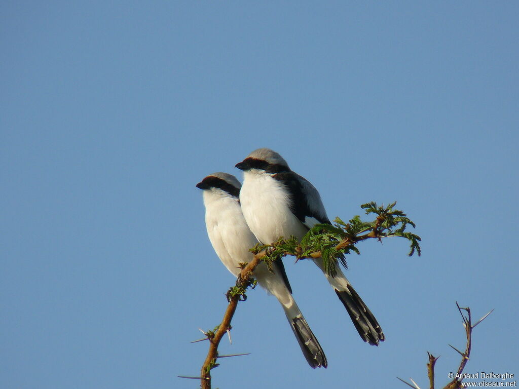 Grey-backed Fiscal