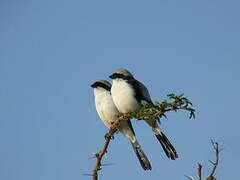 Grey-backed Fiscal