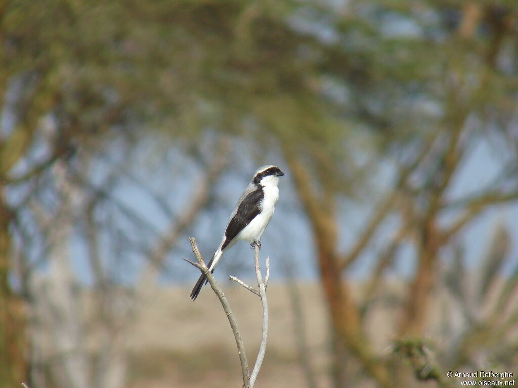 Grey-backed Fiscal