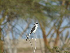 Grey-backed Fiscal