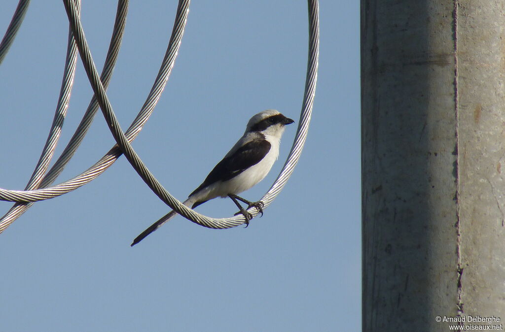 Grey-backed Fiscal