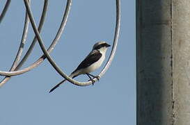 Grey-backed Fiscal