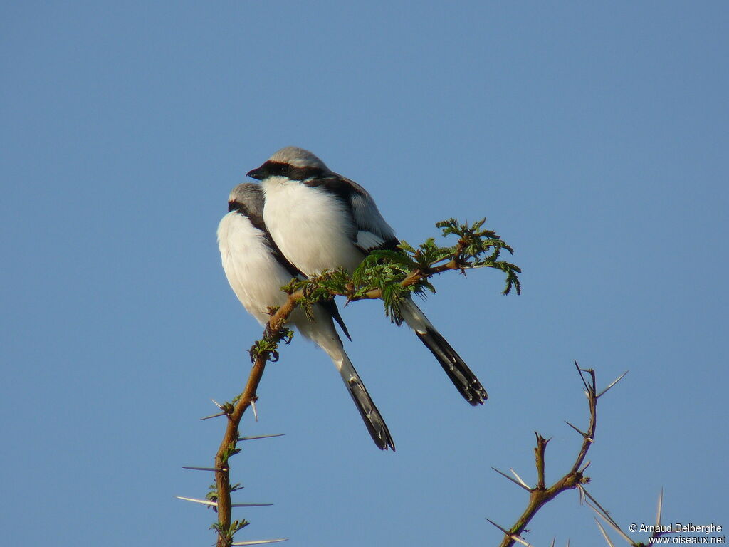 Grey-backed Fiscaladult