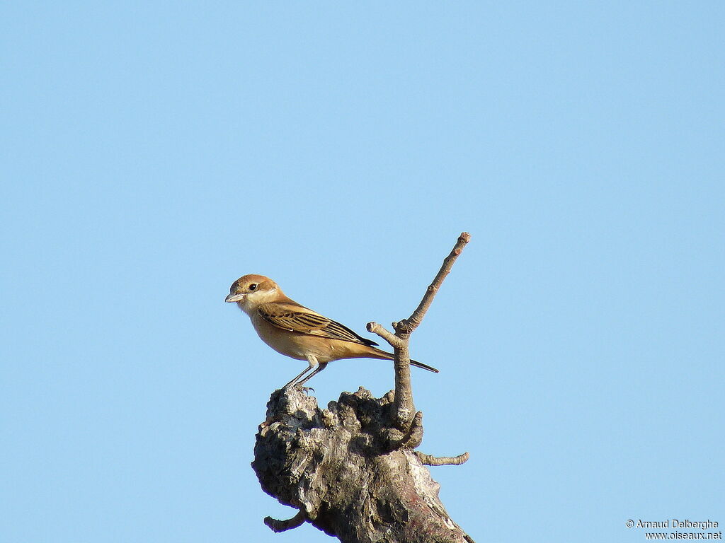 Woodchat Shrike