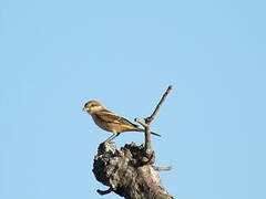 Woodchat Shrike