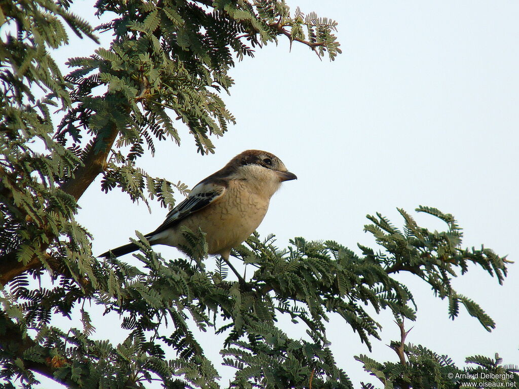 Woodchat Shrike