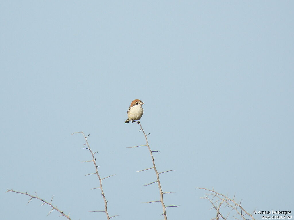 Woodchat Shrike