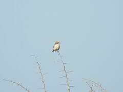 Woodchat Shrike