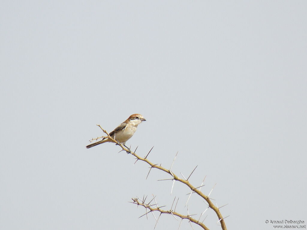 Woodchat Shrike