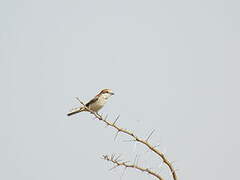 Woodchat Shrike