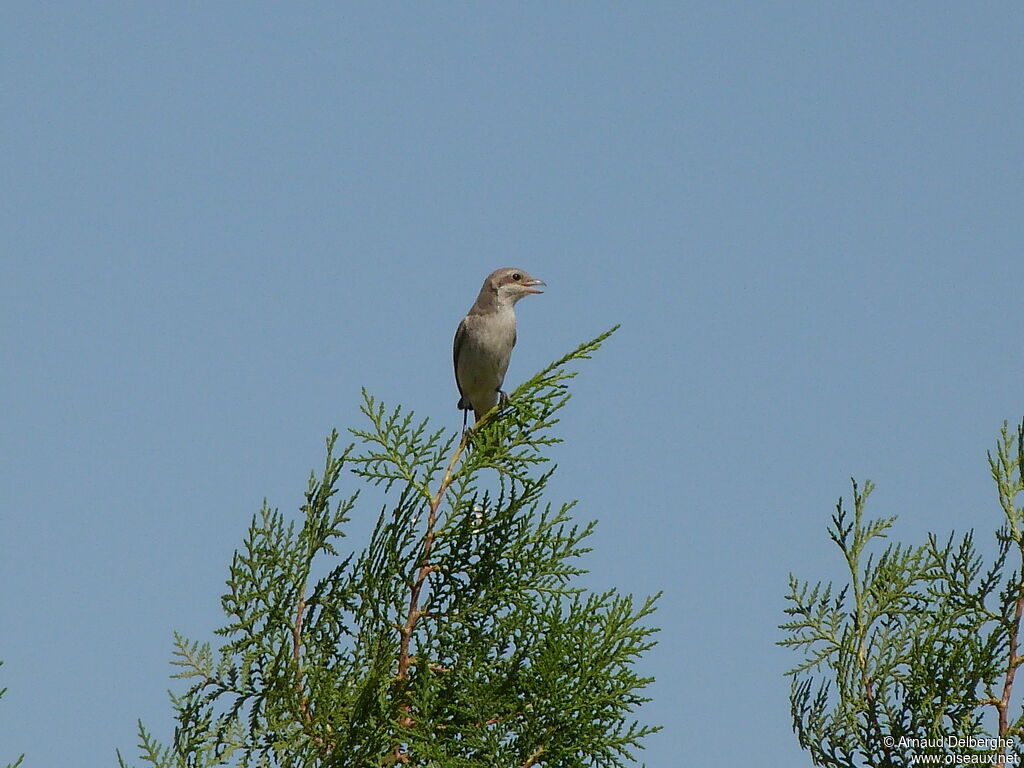 Red-tailed Shrike