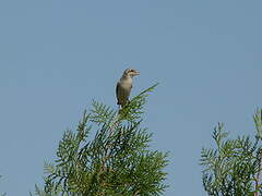 Red-tailed Shrike