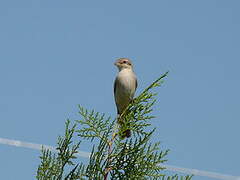 Red-tailed Shrike