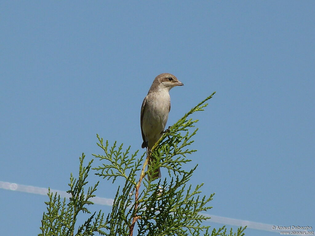 Red-tailed Shrike