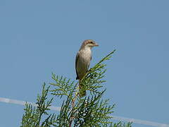 Red-tailed Shrike