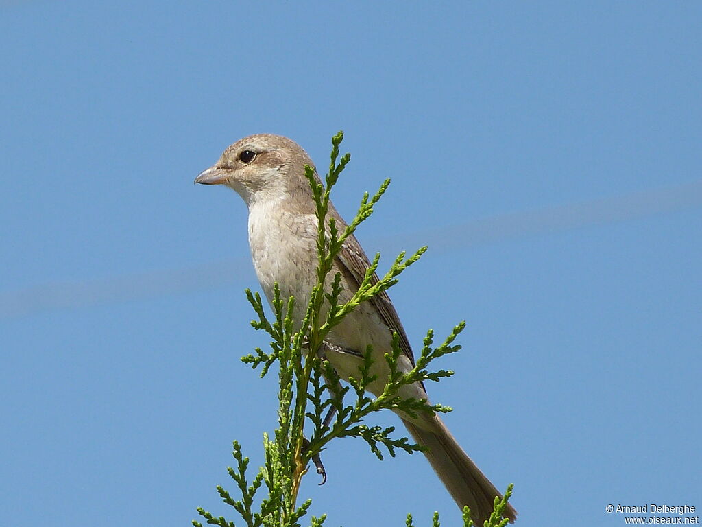 Red-tailed Shrike