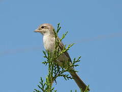 Red-tailed Shrike